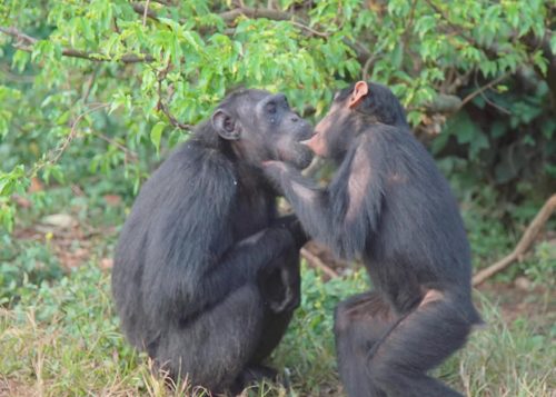 1 Day Visit Ngamba island chimp sanctuary