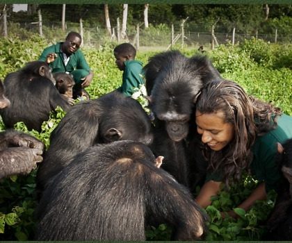 2 Day Chimp care giving and integration experience