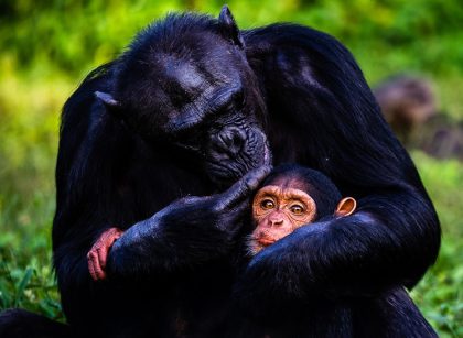 Ngamba Island Chimpanzee sanctuary