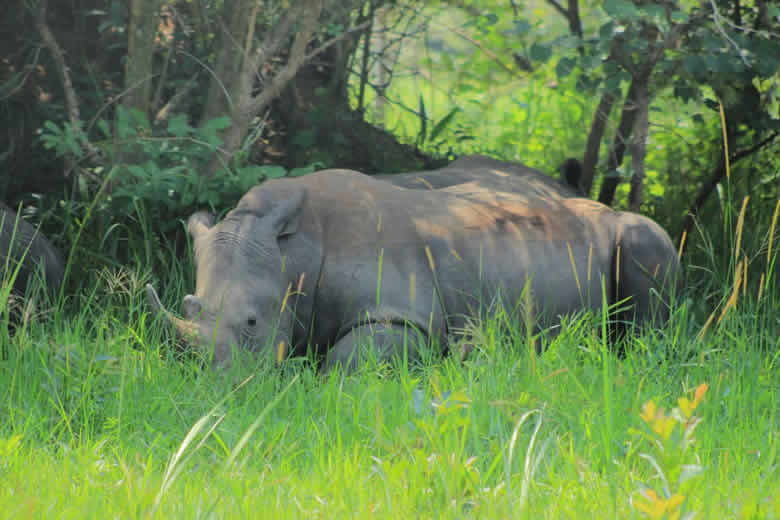 1 Day Ziwa Rhino tracking